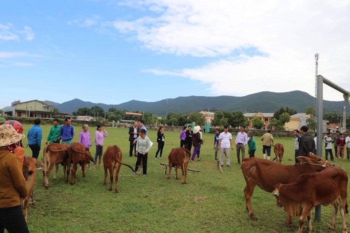 Quỳnh Lộc: Trao tặng 20 con bò giống cho hộ nghèo, cận nghèo, thoát nghèo