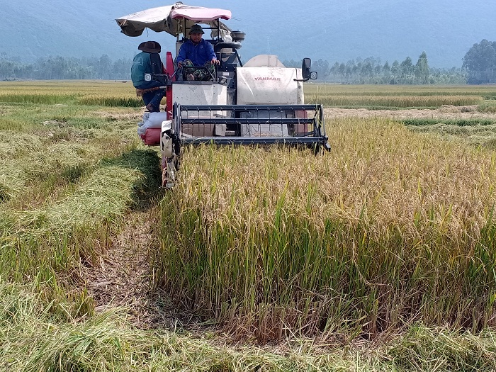 Nông dân Quỳnh Lộc: Thu hoạch 235 ha lúa mùa, năng suất đạt 35 tạ/ha
